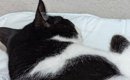 赤ちゃん用のマットでくつろぐ猫→すぐ横を見ると…思わず笑顔になる『…