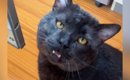 『ボス猫を保護』して1日目→先住猫たちと初めて対面した結果…笑ってし…