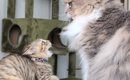 ケンカを売ってきた新入りの保護子猫に…先住猫が見せた『優しすぎる対…