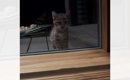 室内を覗き込んできた『ボロボロの子猫』を保護した結果…涙あふれる『…