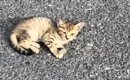 駐車場で見かけた、元気のない子猫→数日後、『道路の真ん中』で発見さ…