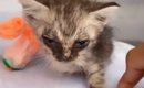 意識もなく『瀕死だった子猫』を保護してお世話した結果…『見違える変…