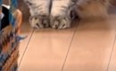 家の外に『工事のおじさん』がやってくると…『猫の反応』が可愛すぎる…