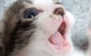 子猫の『乳歯』を撮影しようとした結果…あまりにも可愛すぎる瞬間に癒…