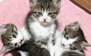 こんなにも小さかった3匹の子猫→少し時間が経つと…『劇的なビフォーア…