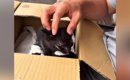 カラスに狙われていた『目がほとんど見えていない子猫』→保護して１年…