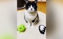 ハチワレ猫に『いいこいいこしてあげて』と伝えると→隣にあった『ぬい…