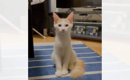 『家に来たときはこんなに細かった猫が…』まさかのビフォーアフターが…