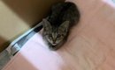 『職場の倉庫に迷い込んだ子猫』を保護→家族に迎えた結果…ほっこりす…