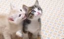 ご飯の準備に気づいた子猫たち→大きな声で鳴き始めて…悶絶必至の『全…