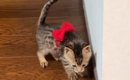 子猫には大きすぎた『リボンの首輪』→成長後につけてみた結果…素敵す…