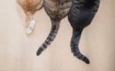 猫の『しっぽの種類』5選　形ごとの名称や特徴をご紹介