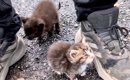 雨の中、必死に追いかけてきた『2匹の子猫』…涙が止まらない『素敵す…