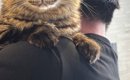 3か月ぶりに帰ってきた息子が『猫を抱っこ』した結果…可愛すぎる『猫…