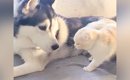 『犬に育てられた猫』→犬が毛づくろいをしていると…『尊すぎる光景』…