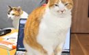 キーボードの上に座っている猫→『入力されている文字』を見ていたら……