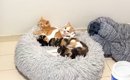 クッションの上に集まる4匹の子猫→飼い主が帰ってくると…可愛すぎる『…