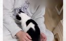 早朝から『構ってほしい』と起こしてきた猫→彼氏の膝の上で…あまりに…