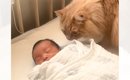 そっと赤ちゃんの匂いを嗅ぎにきた猫→離れたかと思ったら…思わず感動…