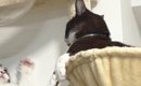 『何もしていない同居猫』に対して…もう1匹の猫が見せた『泣けるほど…