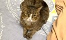 帰宅した飼い主さん→『ベッドの上』を見てみたら、母猫が…涙がでるほ…