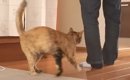 パパが夜勤に行こうとしたら、元保護猫が…あまりにも尊い『まさかの愛…