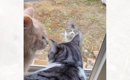 寒い雨の日、3時間以上も窓の外で鳴き続けていた『ガリガリの野良猫』…
