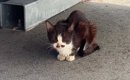 体重わずか1.8キロ『ボロボロの体で助けを求めてきた野良猫』を保護……
