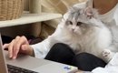 オンラインミーティング中、『甘えん坊の猫』がやってきた結果→真剣に…