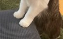 ソファに座るママを見つめる猫→完全にブチギレていて…衝撃の表情と『…