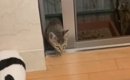 猫2匹がいる家の庭に突然現れた子猫、『窓を開けていたら』…まさかの…