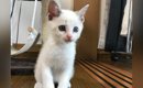 キレイな白い毛並みの子猫→成長したら、『色が変化』して…別の猫にし…