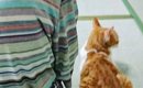 祖母のとなりに座り込んで『法事に参加する猫』→５分後……『全然違う様…