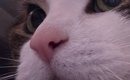 『猫が薬を飲んだ』と思っていたら…『顔』をよく見ると→思わず笑って…