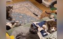 くつろいでいた3匹の猫に『おやすみ』と声をかけると…かえるの合唱の…
