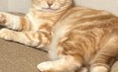 リラックスしている猫に『爪切ろうか？』と聞いてみたら…まさかの『表…
