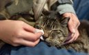 猫に『涙やけ』ができてしまうのはなぜ？主な原因や予防法、お手入れ…