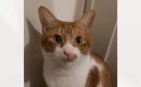 『パパを起こしに行ける？』と猫に尋ねてみると…想像以上に『うん』と…