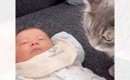 娘の息抜きのために赤ちゃんを一日預かったら、『家にいた猫』が…泣け…
