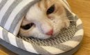 パパのスリッパが大好きで『中に入っていた子猫』→約５か月後…まさか…