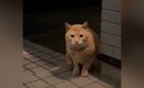 空腹で『家に近づいてきた野良猫』と少しずつ距離を縮めた結果…涙あふ…