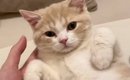 甘えてきた猫を『無視』してみた結果…限界を迎える人が続出の『可愛す…