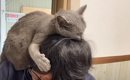 娘婿への『愛が止まらない元ボス猫』→あまりにも『幸せすぎる発表の様…