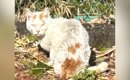 『ガリガリでボサボサだった野良猫』を保護→愛情を注いだ結果…別猫の…