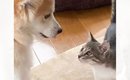 命を救われた子猫が優しい先住犬と出会った結果…5年間の軌跡と『現在…