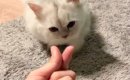 猫が『あごのせチャレンジ』に挑戦した結果…尊すぎる結末が610万再生…