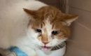 野良歴４年、『汚れと臭いが酷い保護猫』をお風呂に入れたら…まさかの…