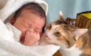 赤ちゃんがお家にやって来たら……猫が見せた『変化の様子』に感動が止…