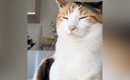 座っていた三毛猫→『頭のてっぺん』を見ると…思わず爆笑の『奇跡的す…