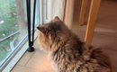 『10年間も鎖につながれていた猫』が保護されてから1年…現在の光景に…